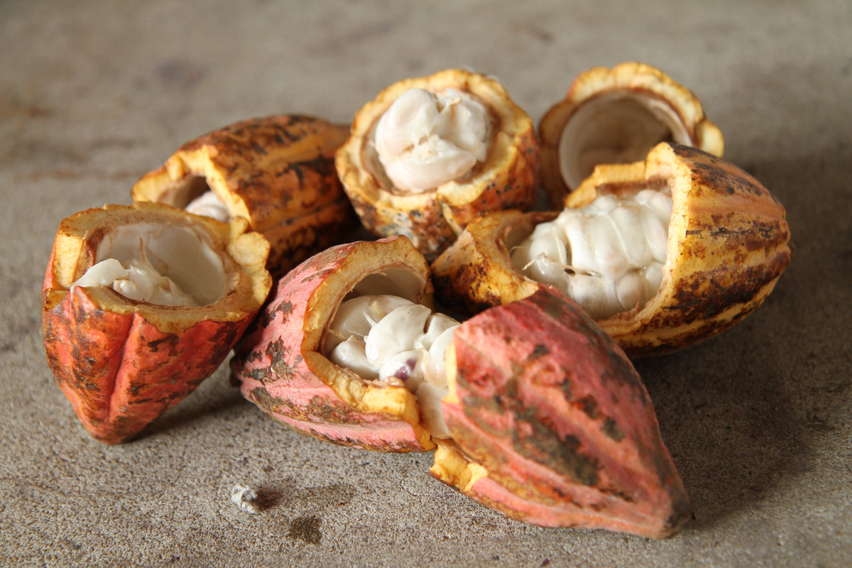 Tipos de Cacao